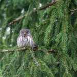 havoc demon hunter leveling guide